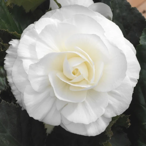 Begonia double White 